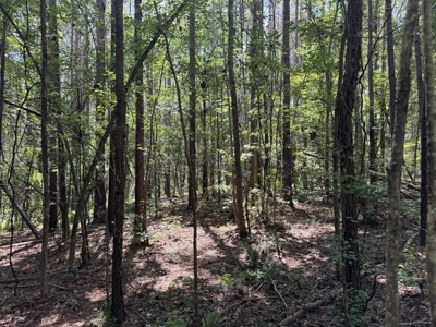 120 Acre Hunter's Paradise in South MS for Sale - image 29