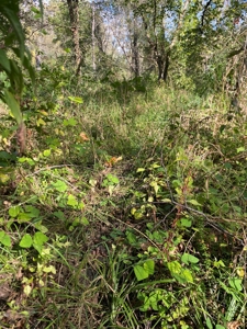 Southern Iowa Gem! Pristine 85 acre Hunting Farm Exline IA - image 40