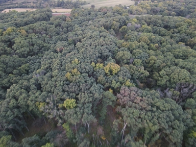 Southern Iowa Gem! Pristine 85 acre Hunting Farm Exline IA - image 3