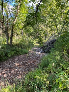 Southern Iowa Gem! Pristine 85 acre Hunting Farm Exline IA - image 38