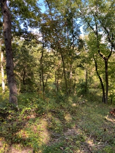 Southern Iowa Gem! Pristine 85 acre Hunting Farm Exline IA - image 42