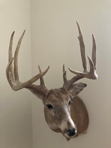 Southern Iowa Gem! Pristine 85 acre Hunting Farm Exline IA - image 35