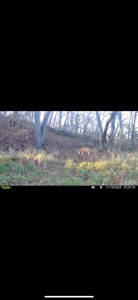 Southern Iowa Gem! Pristine 85 acre Hunting Farm Exline IA - image 46