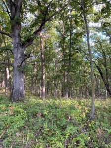 Southern Iowa Gem! Pristine 85 acre Hunting Farm Exline IA - image 44