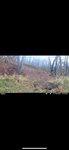 Southern Iowa Gem! Pristine 85 acre Hunting Farm Exline IA - image 48