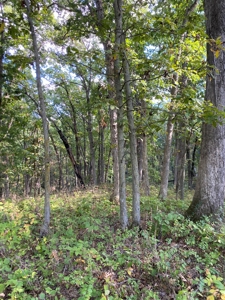 Southern Iowa Gem! Pristine 85 acre Hunting Farm Exline IA - image 43
