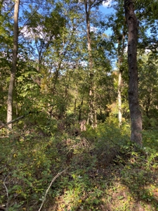 Southern Iowa Gem! Pristine 85 acre Hunting Farm Exline IA - image 41