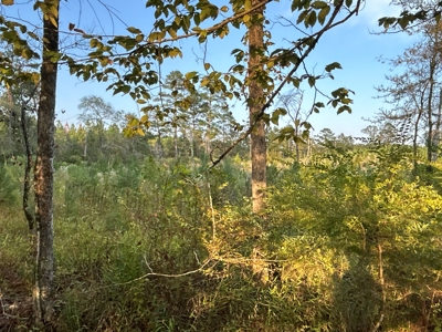 Planted Pine W/ Creek W/ Hwy Utilities sale near Bismarck,AR - image 12
