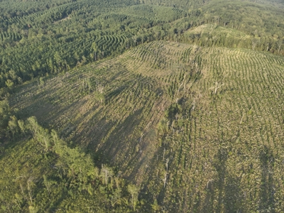 Planted Pine W/ Creek W/ Hwy Utilities sale near Bismarck,AR - image 4