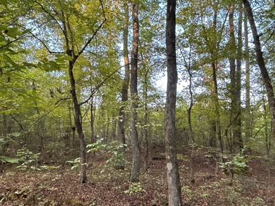 Planted Pine W/ Creek W/ Hwy Utilities sale near Bismarck,AR - image 15