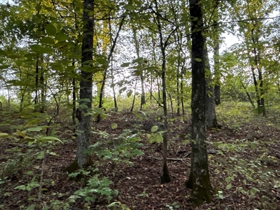 Planted Pine W/ Creek W/ Hwy Utilities sale near Bismarck,AR - image 16