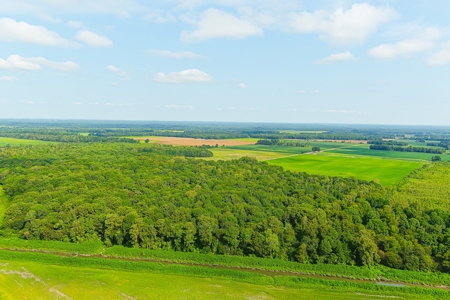 Southeast Mo Row Crop And Waterfowl Hunting Land Auction - image 13