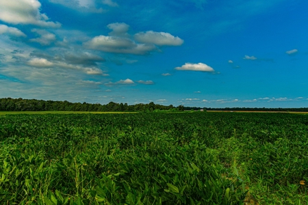 Southeast Mo Row Crop And Waterfowl Hunting Land Auction - image 19