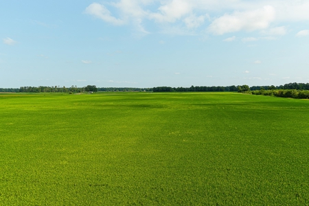 Southeast Mo Row Crop And Waterfowl Hunting Land Auction - image 17