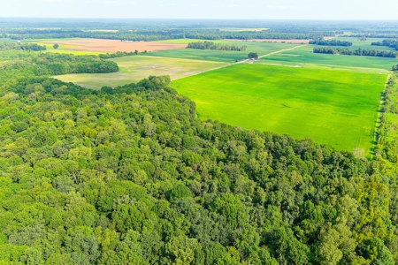 Southeast Mo Row Crop And Waterfowl Hunting Land Auction - image 15