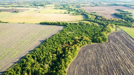 Pasture and Ranch Land For Sale in NE TX - image 17