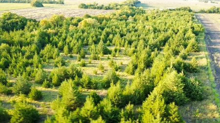 Pasture and Ranch Land For Sale in NE TX - image 28