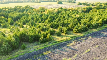 Pasture and Ranch Land For Sale in NE TX - image 27