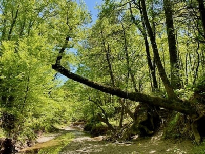 109 Acres For Sale Starkville MS - image 40