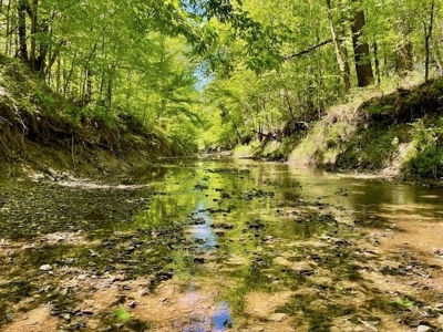 109 Acres For Sale Starkville MS - image 3