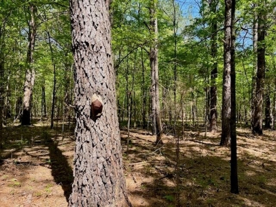 109 Acres For Sale Starkville MS - image 28