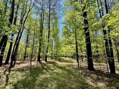 109 Acres For Sale Starkville MS - image 7
