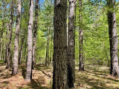 109 Acres For Sale Starkville MS - image 24
