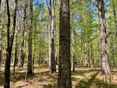 109 Acres For Sale Starkville MS - image 34