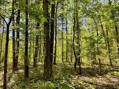 109 Acres For Sale Starkville MS - image 42