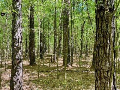 109 Acres For Sale Starkville MS - image 33