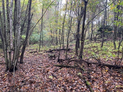 Investment Home and Acreage for Sale in Indian Valley VA - image 44
