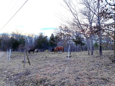 Secluded Property near Bull Shoals Lake for Hobby Farm - image 26