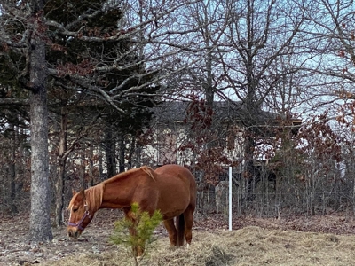 Secluded Property near Bull Shoals Lake for Hobby Farm - image 30
