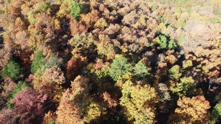 Secluded Property near Bull Shoals Lake for Hobby Farm - image 36