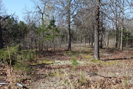 Secluded Property near Bull Shoals Lake for Hobby Farm - image 19