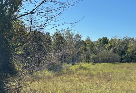 20 acres m/l of gorgeous oak woods w/electric, well, septic - image 9