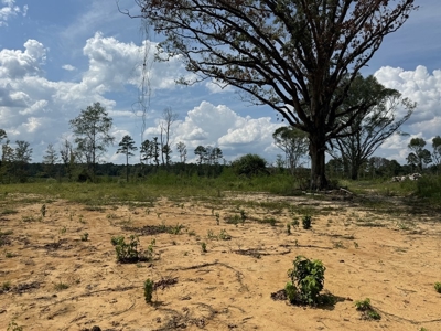 32 Acres Land for Sale Amite County, Mississippi - image 2