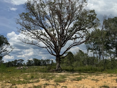 32 Acres Land for Sale Amite County, Mississippi - image 1