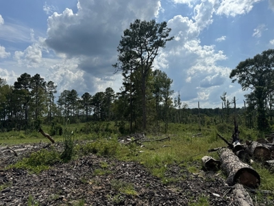 32 Acres Land for Sale Amite County, Mississippi - image 5
