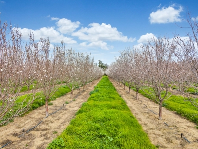 Private Davis, California 10 Acre Estate for Sale - image 49