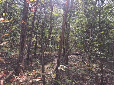 Lake View Lot for Sale in Fort Towson, Oklahoma - image 3