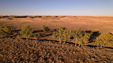 640 Acre Grazing  Unit | Deer & Upland Bird Hunting-Savoy Mt - image 6