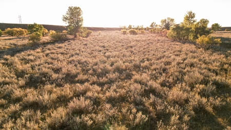 640 Acre Grazing  Unit | Deer & Upland Bird Hunting-Savoy Mt - image 3
