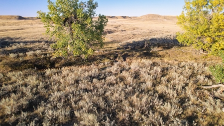 640 Acre Grazing  Unit | Deer & Upland Bird Hunting-Savoy Mt - image 2