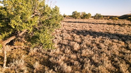 640 Acre Grazing  Unit | Deer & Upland Bird Hunting-Savoy Mt - image 4