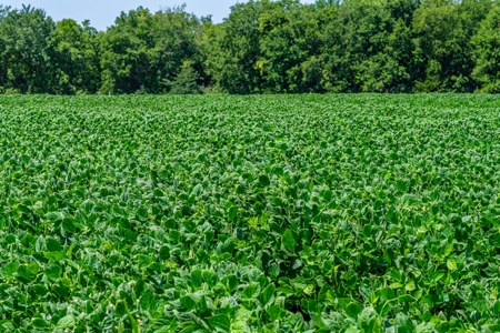 Row Crop Farm For Sale in Deport TX - image 7