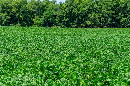 Row Crop Farm For Sale in Deport TX - image 8