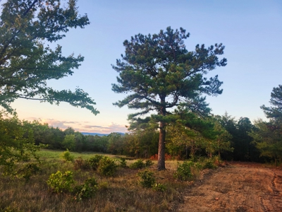 Country Tracts For Sale Building Site Nine Pine Rd Claytonok - image 4
