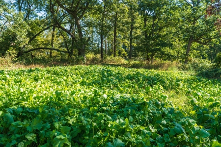 130 Acres of Prime Hunting Land in New Albin, IA - image 16