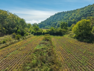 130 Acres of Prime Hunting Land in New Albin, IA - image 11